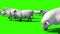 Flock of Sheep Close Green Screen 3D Rendering Animation