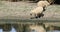 Flock of sheep on a coast of a murky river