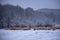 Flock of sheep on a cold morning near the frosty forest.