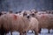 Flock of sheep on a cold morning near the frosty forest.