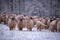 Flock of sheep on a cold morning near the frosty forest.