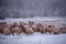 Flock of sheep on a cold morning near the frosty forest.