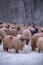 Flock of sheep on a cold morning near the frosty forest.