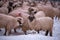 Flock of sheep on a cold morning near the frosty forest.