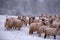 Flock of sheep on a cold morning near the frosty forest.