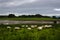 Flock of sheep in the countryside with a stormy sky, Loch Laich, Scotland, United Kingdom