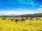 The flock of sheep and cows pasturing on green and yellow  grass in a sunny day