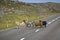 A flock of sheep crossing a road