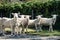 A flock of sheep curiously stare into the camera