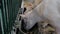 Flock of sheep eating compound feed at animal exhibition, trade show