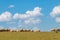 A flock of sheep eating grass on a field in italian countryside with trees and a road, blue sky with white clouds on background