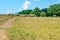 A flock of sheep eating grass on a field in italian countryside with trees and a road, blue sky with white clouds on background