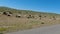 Flock of sheep eating grass on the side of the highway. Animal herd by the road in Mongolian steppe on a sunny day