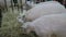 Flock of sheep eating hay at animal exhibition