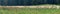 A flock of sheep eats grass in an alpine meadow, against the background of the forest. Panoramic view
