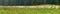 A flock of sheep eats grass in an alpine meadow, against the background of the forest. Panoramic view
