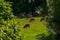 A flock of sheep eats green grass in a pasture field