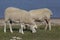 Flock of sheep, Ebro reservoir
