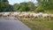 flock of sheep on the Elbe cycle path in Herrenkrug near Magdeburg