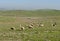 A flock of sheep in the Extremadura - Spain