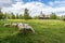 Flock of sheep in the farm grass land of Petajavesi village in Jyvaskyla region, the Old wooden church is at background. Central