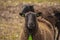 A flock of sheep on a farm, a single sheep looking into the camera