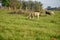 Flock of sheep feeding in corral of small rural property in Brazil