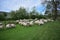 Flock of sheep in field