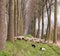 Flock of sheep in Flanders