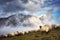 Flock of sheep on foggy mountains