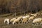 Flock of sheep in the forest