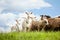 Flock of sheep and goat on pasture in nature