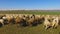 Flock of sheep and goats grazing on lush green field, animal breeding, farming