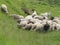 Flock of sheep and goats grazing lush spring grass