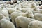 Flock of sheep and goats during the sheep transhumance festival passing through Madrid Spain