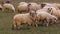 Flock of sheep graizing