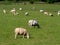 A flock of sheep on a grass meadow in summer. Livestock farm in Ireland. Grazing animals on the farm. Herd of sheep on green grass