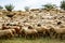 A flock of sheep on the grassland. Animal background