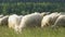 Flock of sheep graze grass on fresh grassy meadow in organic natural farm