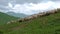 Flock of sheep graze on green hill on background of Caucasus Mountains