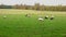 Flock of sheep grazes on a green field