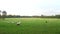 Flock of sheep grazes on a green field