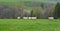 Flock of sheep grazes on a green field