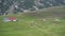 Flock of sheep grazes in the pasture near the houses at the foot of the mountains