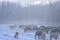 Flock of sheep grazes on a snow-covered field