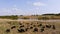 Flock of sheep grazes in a wild meadow. Aerial view