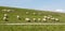 Flock of sheep grazing along a Dutch