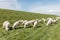 Flock of sheep grazing along a Dutch