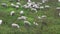 Flock of sheep grazing along the field near to olive trees at Andalusia, Spain