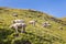 Flock of sheep grazing on alpine meadow with blue sky